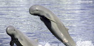 Photo courtesy of Roland Seitre/WWF