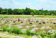 TO REDUCE RISK TO CROPS: Two rice varieties pitched to farmers ahead of El Niño The Philippines faces a critical food security challenge in 2026 as projections for rice imports diverge widely. The United States projects rice imports at 5.1 million metric tons (MMT), while the Philippines’ Department of Agriculture estimates 3.6 to 3.8 MMT, assuming record palay output of 20.3 MMT. PHOTO BY JAM STA ROSA / AGENCE FRANCE-PRESSE