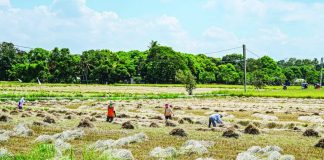 The Philippines faces a critical food security challenge in 2026 as projections for rice imports diverge widely. The United States projects rice imports at 5.1 million metric tons (MMT), while the Philippines’ Department of Agriculture estimates 3.6 to 3.8 MMT, assuming record palay output of 20.3 MMT. PHOTO BY JAM STA ROSA / AGENCE FRANCE-PRESSE