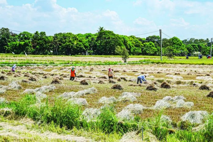 Rice_copy_compressed_resized The Philippines faces a critical food security challenge in 2026 as projections for rice imports diverge widely. The United States projects rice imports at 5.1 million metric tons (MMT), while the Philippines’ Department of Agriculture estimates 3.6 to 3.8 MMT, assuming record palay output of 20.3 MMT. PHOTO BY JAM STA ROSA / AGENCE FRANCE-PRESSE