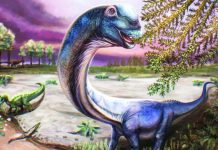 Giant new dinosaur identified from fossils in Thailand An artist’s reconstruction of the Nagatitan, a dark blue long-necked dinosaur eating leaves from a tree. The nagatitan lived between 100 and 120 million years ago. REUTERS