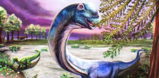 An artist’s reconstruction of the Nagatitan, a dark blue long-necked dinosaur eating leaves from a tree. The nagatitan lived between 100 and 120 million years ago. REUTERS
