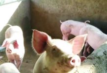 DA targets to boost hog population to pre-ASF levels by 2028 The Department of Agriculture says they have not detected African Swine Fever-infected pigs for some time now, reflecting the effectiveness of their containment strategies. PHOTO COURTESY OF GMA NEWS