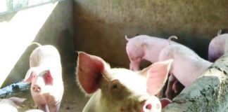 The Department of Agriculture says they have not detected African Swine Fever-infected pigs for some time now, reflecting the effectiveness of their containment strategies. PHOTO COURTESY OF GMA NEWS