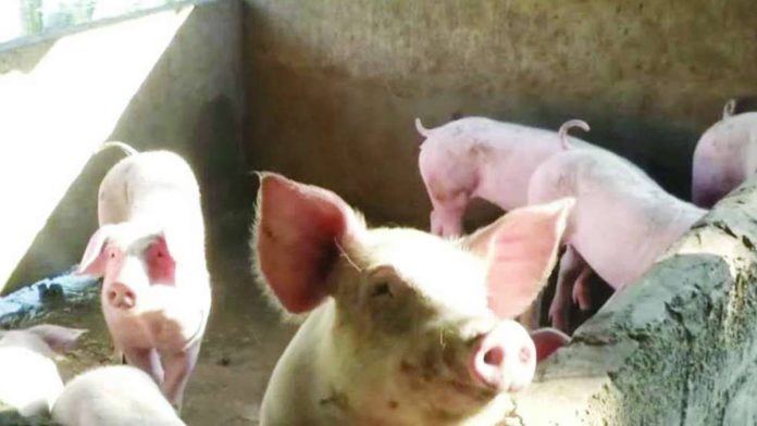 The Department of Agriculture says they have not detected African Swine Fever-infected pigs for some time now, reflecting the effectiveness of their containment strategies. PHOTO COURTESY OF GMA NEWS