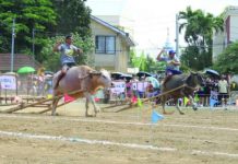 Carabao-Carroza fest draws crowds, highlights Pavia’s farm heritage Entries from 18 barangays in Pavia, Iloilo saw action in the Carabao-Carroza Race, a highlight of the 54th Carabao-Carroza Festival, on Sunday, May 3, at the Pavia National High School. Niel Malones (left) of Barangay Ungka 1 emerged as the champion with a winning time of 12.4 seconds. AJ PALCULLO/PN