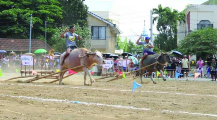 carabao-carroza_race.JPG_resized Entries from 18 barangays in Pavia, Iloilo saw action in the Carabao-Carroza Race, a highlight of the 54th Carabao-Carroza Festival, on Sunday, May 3, at the Pavia National High School. Niel Malones (left) of Barangay Ungka 1 emerged as the champion with a winning time of 12.4 seconds. AJ PALCULLO/PN
