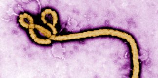 Photo courtesy of CDC
