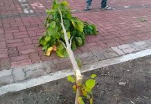 Tree sabotage hits Iloilo City’s green drive along Sunset Boulevard Photo courtesy of AJ Palcullo/PN