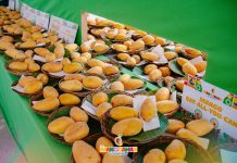 Manggahan Festival expects tourist surge as Guimaras targets 30% growth Photo courtesy of Guimaras Manggahan Festival