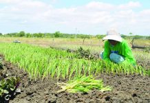 Mariam Almendralejo endures the scorching heat to plant spring onions at her farm in Barangay Lanit, Jaro, Iloilo City. While she notes that the dry season is the ideal time for this crop, the Iloilo City Disaster Risk Reduction and Management Office (CDRRMO) has issued a stern warning as heat indices soar past 40 degrees Celsius. Amid prolonged dry weather, the CDRRMO urges Ilonggos to adopt self-protection measures to mitigate the rising risks of heat stress and other heat-related illnesses. AJ PALCULLO/PN