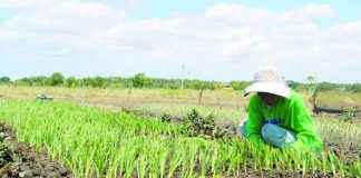 Mariam Almendralejo endures the scorching heat to plant spring onions at her farm in Barangay Lanit, Jaro, Iloilo City. While she notes that the dry season is the ideal time for this crop, the Iloilo City Disaster Risk Reduction and Management Office (CDRRMO) has issued a stern warning as heat indices soar past 40 degrees Celsius. Amid prolonged dry weather, the CDRRMO urges Ilonggos to adopt self-protection measures to mitigate the rising risks of heat stress and other heat-related illnesses. AJ PALCULLO/PN