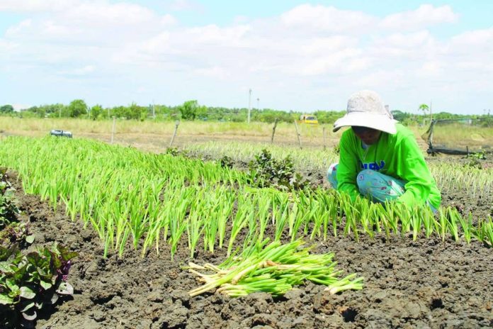 heat index Mariam Almendralejo endures the scorching heat to plant spring onions at her farm in Barangay Lanit, Jaro, Iloilo City. While she notes that the dry season is the ideal time for this crop, the Iloilo City Disaster Risk Reduction and Management Office (CDRRMO) has issued a stern warning as heat indices soar past 40 degrees Celsius. Amid prolonged dry weather, the CDRRMO urges Ilonggos to adopt self-protection measures to mitigate the rising risks of heat stress and other heat-related illnesses. AJ PALCULLO/PN
