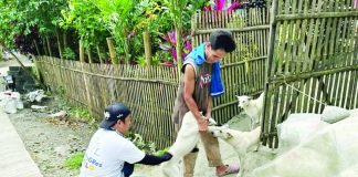 Vaccinators from the Office of the Provincial Veterinarian (OPVet), together with pet owners, conduct house-to-house anti-rabies vaccination activities for dogs in Iloilo Province as part of the provincial government’s intensified campaign to achieve a rabies-free Iloilo by 2030. OPVet said more than 120,000 dogs and cats across the province have already been vaccinated. PHOTO FROM OPVET