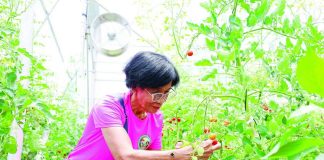 A member of the Gines Viejo Farmers Association tends to cherry tomatoes inside the solar-powered greenhouse facility in Barangay Sablagon, Passi City, where hydroponic and drip fertigation systems are boosting production of high-value crops. DA-6