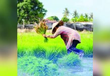 Data From the Philippine Statistics Authority showed that Central Luzon was the leading palay producer in the first quarter of 2026, followed by Western Visayas and Cagayan Valley. PHOTO COURTESY OF PIA