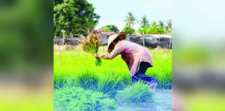 Data From the Philippine Statistics Authority showed that Central Luzon was the leading palay producer in the first quarter of 2026, followed by Western Visayas and Cagayan Valley. PHOTO COURTESY OF PIA