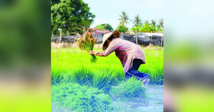 local palay_superimposed Data From the Philippine Statistics Authority showed that Central Luzon was the leading palay producer in the first quarter of 2026, followed by Western Visayas and Cagayan Valley. PHOTO COURTESY OF PIA