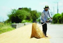 DA moves to stabilize palay prices nationwide The National Food Authority has increased its buying price for dry palay and will intensify procurement in areas where prices have sharply declined to help stabilize the palay market. PHOTO COURTESY OF GMA NEWS