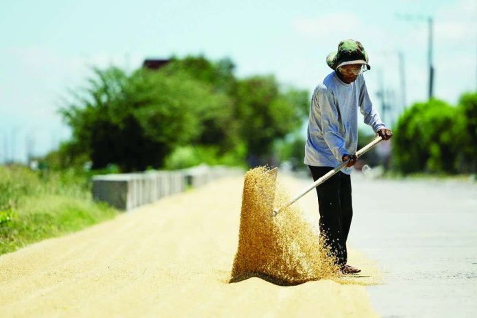 The National Food Authority has increased its buying price for dry palay and will intensify procurement in areas where prices have sharply declined to help stabilize the palay market. PHOTO COURTESY OF GMA NEWS