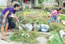 Residents actively participate in the “Limpyo Iloilo Kada Lunes na Lihok Kontra Lamok” clean-up drive in Mina, Iloilo. The initiative focuses on clearing weeds, debris, and potential breeding sites to intensify the municipality's DOLE-6 PHOTO campaign against dengue.