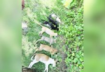 13 dogs die in suspected poisoning in San Miguel A suspected poisoning in Barangay San Jose, San Miguel, Iloilo has left 13 dogs dead. Authorities are currently investigating this act of cruelty. PHOTO COURTESY OF AKSYON RADYO ILOILO 720/FB