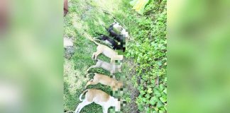 A suspected poisoning in Barangay San Jose, San Miguel, Iloilo has left 13 dogs dead. Authorities are currently investigating this act of cruelty. PHOTO COURTESY OF AKSYON RADYO ILOILO 720/FB
