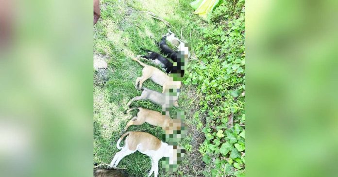 A suspected poisoning in Barangay San Jose, San Miguel, Iloilo has left 13 dogs dead. Authorities are currently investigating this act of cruelty. PHOTO COURTESY OF AKSYON RADYO ILOILO 720/FB
