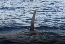 Libertad LGU eyes whale-watching tourism amid marine wildlife sightings Photo courtesy of Khalid Facullo