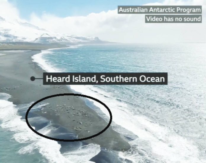 Footage shows mass death of southern elephant seals on a remote Australian island. The seal pups were killed by bird flu. BBC