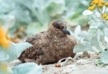 Australia confirms first case of H5N1 bird flu The H5N1 strain of bird flu had been found in a brown skua, a migratory seabird that landed in remote Western Australia. GETTY IMAGES