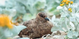 The H5N1 strain of bird flu had been found in a brown skua, a migratory seabird that landed in remote Western Australia. GETTY IMAGES