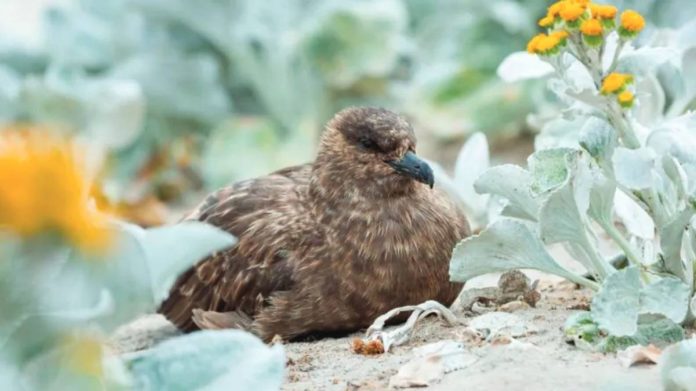 The H5N1 strain of bird flu had been found in a brown skua, a migratory seabird that landed in remote Western Australia. GETTY IMAGES