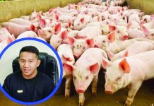 Bacolod City Administrator Mark Steven Mayo confirmed at least 10 pigs have died from suspected African Swine Fever (ASF) in the city. He said samples from the animals have been collected and sent to the Department of Agriculture Regional Office for confirmatory testing, while authorities continue to monitor the situation and implement heightened biosecurity measures. WATCHMEN DAILY JOURNAL PHOTO