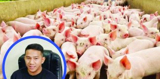 Bacolod City Administrator Mark Steven Mayo confirmed at least 10 pigs have died from suspected African Swine Fever (ASF) in the city. He said samples from the animals have been collected and sent to the Department of Agriculture Regional Office for confirmatory testing, while authorities continue to monitor the situation and implement heightened biosecurity measures. WATCHMEN DAILY JOURNAL PHOTO