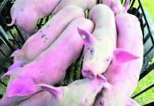 15 WV towns remain under ASF restrictions The Bacolod City Government has intensified monitoring for African Swine Fever (ASF) following reports of increasing hog deaths in several local government units in southern Negros Occidental. Authorities said no hog deaths have been recorded in Bacolod City, while surveillance and biosecurity measures remain in place to protect the local swine industry. INQUIRER.NET PHOTO