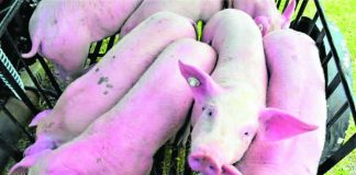 The Bacolod City Government has intensified monitoring for African Swine Fever (ASF) following reports of increasing hog deaths in several local government units in southern Negros Occidental. Authorities said no hog deaths have been recorded in Bacolod City, while surveillance and biosecurity measures remain in place to protect the local swine industry. INQUIRER.NET PHOTO