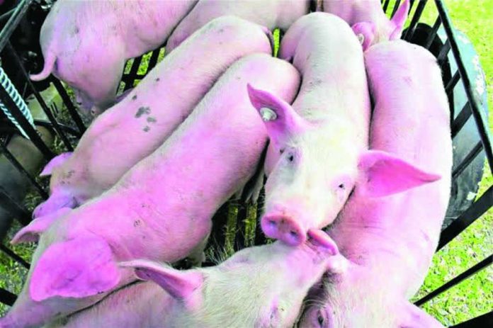 Bacolod_ASF_copy_compressed_resized The Bacolod City Government has intensified monitoring for African Swine Fever (ASF) following reports of increasing hog deaths in several local government units in southern Negros Occidental. Authorities said no hog deaths have been recorded in Bacolod City, while surveillance and biosecurity measures remain in place to protect the local swine industry. INQUIRER.NET PHOTO