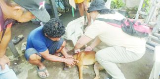 The Bacolod City Government, through the City Veterinary Office, conducts a free pet spay and neuter activity under its "Libre Kapon" program. The initiative has now been institutionalized through a city ordinance, ensuring the continued provision of free sterilization services for pets of qualified indigent residents to promote responsible pet ownership, animal welfare, and humane population control. BCCO-PIO PHOTO