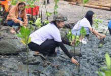 500 mangrove seedlings planted in Ivisan to strengthen coastal protection Participants planted mangrove seedlings along the shoreline of Barangay Cabugao, Ivisan, Capiz, during a coastal rehabilitation activity on June 19. The initiative, led by the Capiz Provincial Environment and Natural Resources Office in partnership with the local government, resulted in the planting of 500 mangrove seedlings to help protect coastlines, conserve marine biodiversity, and strengthen communities against the impacts of climate change. CAPENRO PHOTO