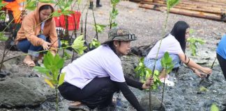 Participants planted mangrove seedlings along the shoreline of Barangay Cabugao, Ivisan, Capiz, during a coastal rehabilitation activity on June 19. The initiative, led by the Capiz Provincial Environment and Natural Resources Office in partnership with the local government, resulted in the planting of 500 mangrove seedlings to help protect coastlines, conserve marine biodiversity, and strengthen communities against the impacts of climate change. CAPENRO PHOTO