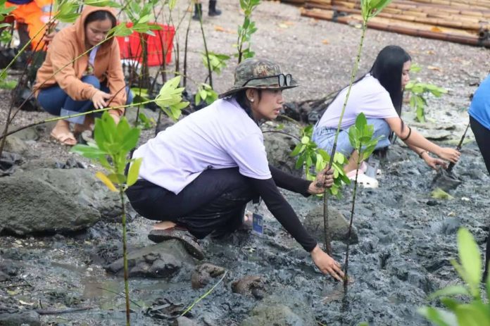 Capiz_mangrove_compressed_resized Participants planted mangrove seedlings along the shoreline of Barangay Cabugao, Ivisan, Capiz, during a coastal rehabilitation activity on June 19. The initiative, led by the Capiz Provincial Environment and Natural Resources Office in partnership with the local government, resulted in the planting of 500 mangrove seedlings to help protect coastlines, conserve marine biodiversity, and strengthen communities against the impacts of climate change. CAPENRO PHOTO