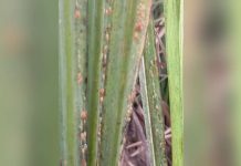 The red-striped soft scale insect (RSSI) infests sugarcane plants in parts of Pontevedra, Negros Occidental, posing a threat to sugar production in the province. GRACE SUAPE PHOTO