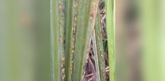 The red-striped soft scale insect (RSSI) infests sugarcane plants in parts of Pontevedra, Negros Occidental, posing a threat to sugar production in the province. GRACE SUAPE PHOTO