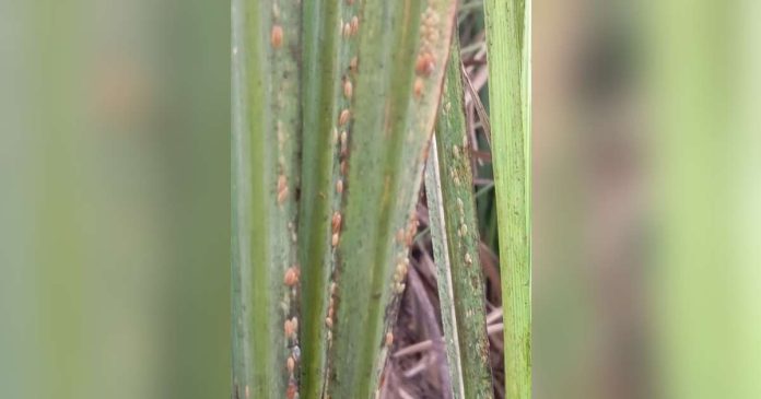 DA rssi_compressed_superimposed The red-striped soft scale insect (RSSI) infests sugarcane plants in parts of Pontevedra, Negros Occidental, posing a threat to sugar production in the province. GRACE SUAPE PHOTO