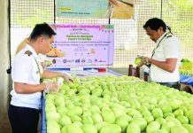 Guimaras GI mangoes make historic first direct export to Europe Fresh Guimaras Geographical Indication (GI) mangoes are prepared for export as the province celebrates its first direct shipment to Europe. The historic export opens new international market opportunities for local growers and showcases the world-renowned sweetness and quality of Guimaras mangoes to consumers in Belgium, Germany, France, Spain, and the Netherlands. DTI GUIMARAS FB PHOTO