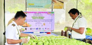 Fresh Guimaras Geographical Indication (GI) mangoes are prepared for export as the province celebrates its first direct shipment to Europe. The historic export opens new international market opportunities for local growers and showcases the world-renowned sweetness and quality of Guimaras mangoes to consumers in Belgium, Germany, France, Spain, and the Netherlands. DTI GUIMARAS FB PHOTO