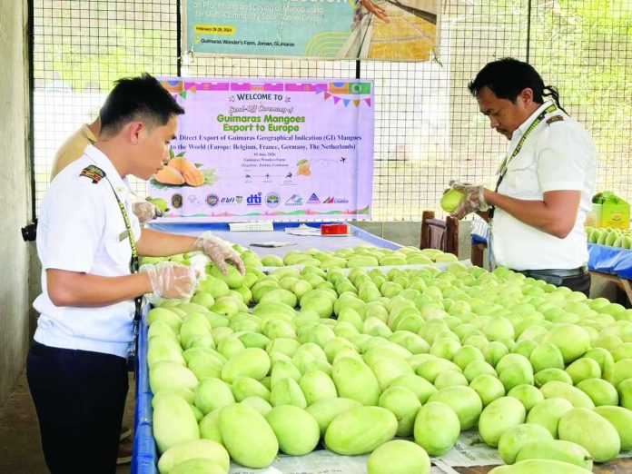 Guimaras_mangoes_compressed_resized Fresh Guimaras Geographical Indication (GI) mangoes are prepared for export as the province celebrates its first direct shipment to Europe. The historic export opens new international market opportunities for local growers and showcases the world-renowned sweetness and quality of Guimaras mangoes to consumers in Belgium, Germany, France, Spain, and the Netherlands. DTI GUIMARAS FB PHOTO