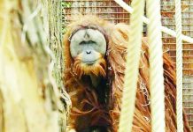 The rare Tapanuli orangutan was only discovered in 2017 but researchers fear it could be headed for extinction. GETTY IMAGES
