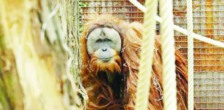 The rare Tapanuli orangutan was only discovered in 2017 but researchers fear it could be headed for extinction. GETTY IMAGES